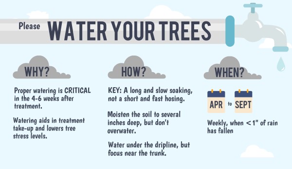 Water your tree following Emerald Ash Borer treatment