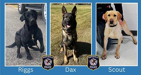three police dogs with text: Riggs, Dax and Scout