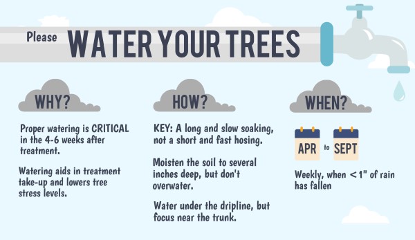 Infographic detailing why and how to properly water trees
