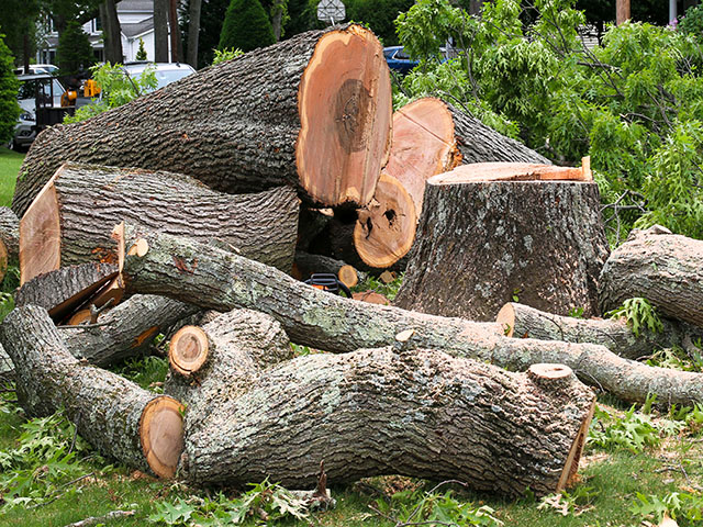 A large pile of cut logs and branches with varying sizes and textures that cannot be collected.