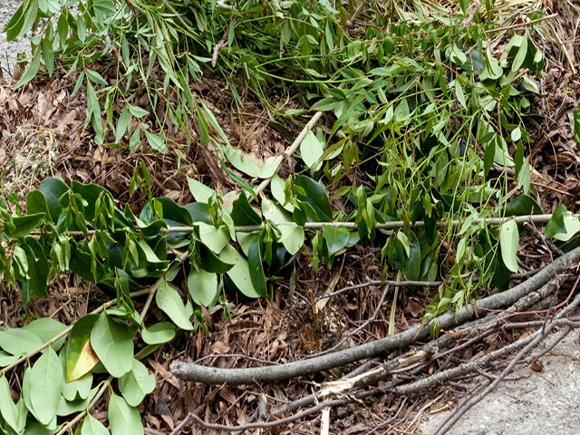 Green branches and leaves mixed with brown debris on a patch of dirt next to a cracked asphalt street that do not meet the specifications for brush collection.