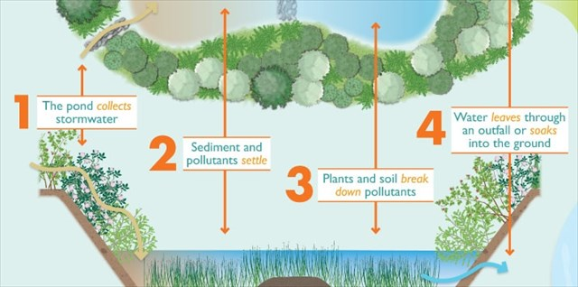 Infographic detailing how storm water ponds keep pollutants and sediment out of our local rivers
