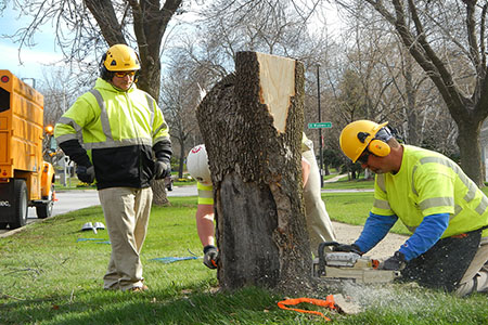 Parkway Tree Removal and Replacement