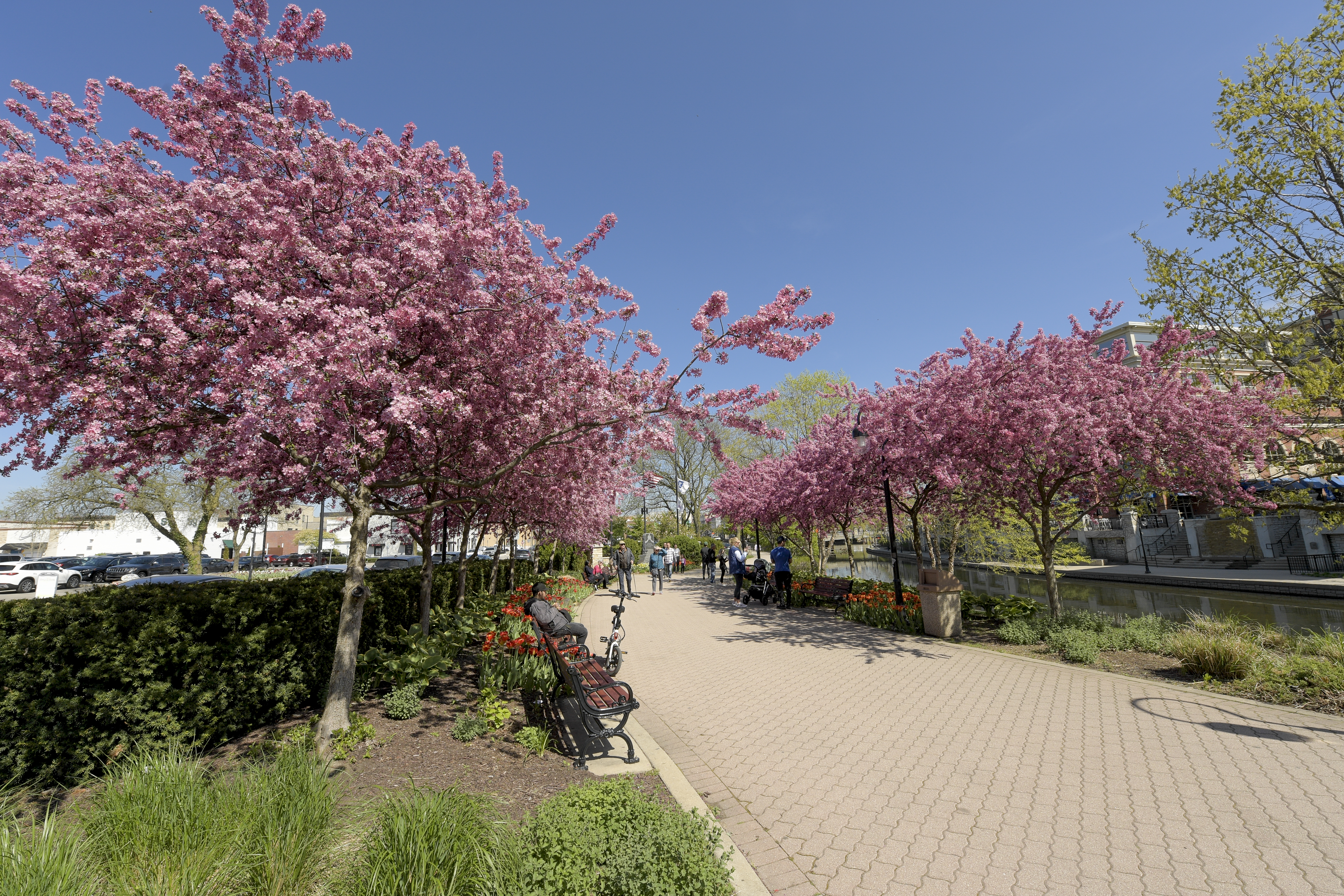 A sunny spring day on the Naperville Riverwalk with pink buds flowering on the trees that line the DuPage River, red and yellow tulips lining the parkway and a clear blue sky.