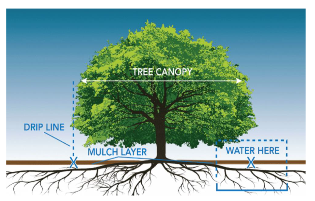 How to Water TREES - Pic_.png