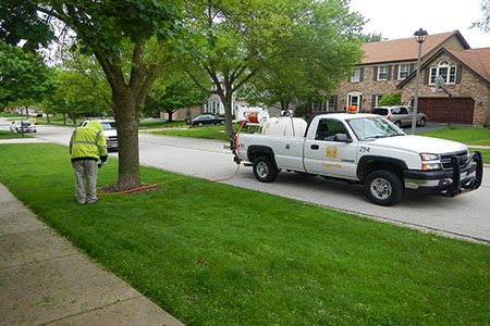 Emerald Ash Borer Treatment