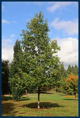 6  - American Dream Oak.jpg