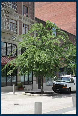 14 - Frontier Elm.jpg