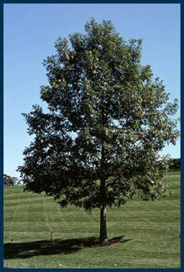 20 - White Oak Tree.jpg