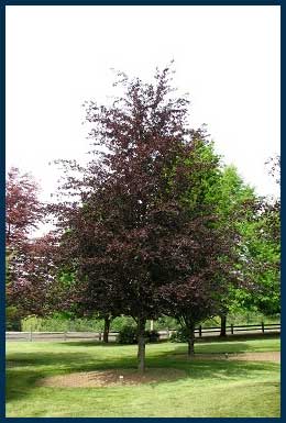 23 - Rivers Beech.jpg