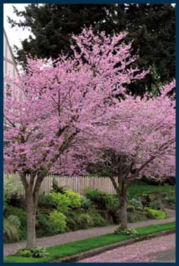 29 - Eastern Redbud.jpg