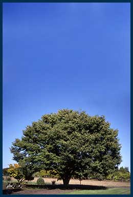 31 - Village Green Zelkova.jpg