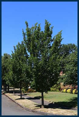 4 - Emerald Sunshine Elm.jpg