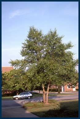 7 - River Birch.jpg