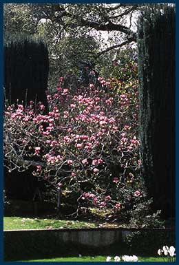 9 - Rustica Rubra Magnolia.jpg