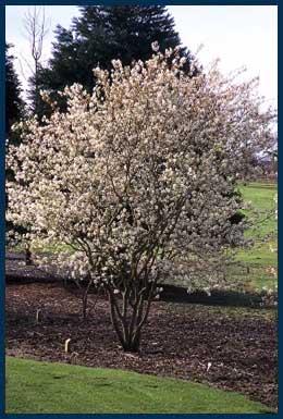 Autumn-Brilliance-Serviceberry.jpg