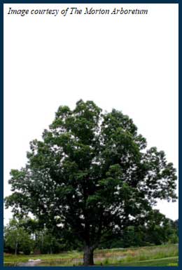 Chinkapin-Oak-Tree.jpg