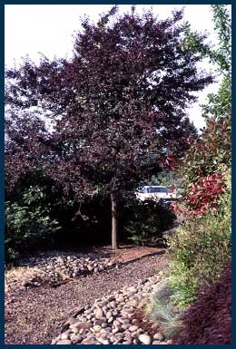 Newport-Plum-Tree.jpg