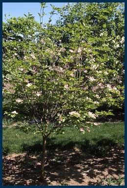 Prairie-Pink-Dogwood-Tree.jpg