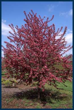 Purple-Prince-Crab-Tree.jpg
