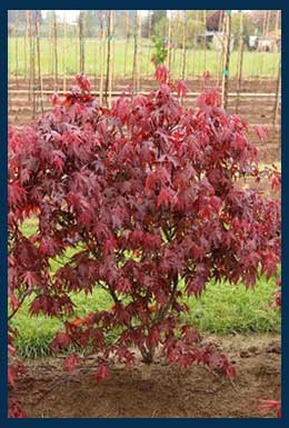 Emperor I® Japanese Maple tree