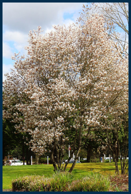 Autumn Brilliance&reg; Serviceberry tree
