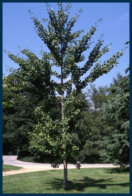 Autumn Gold Ginkgo tree