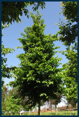 Autumn Treasure&reg;&nbsp;Hophornbeam tree