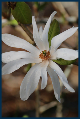Ballerina Magnolia tree