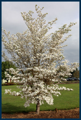 Cherokee Princess Dogwood tree