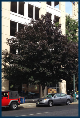 Crimson King Maple tree