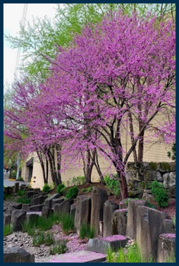 Eastern Redbud tree