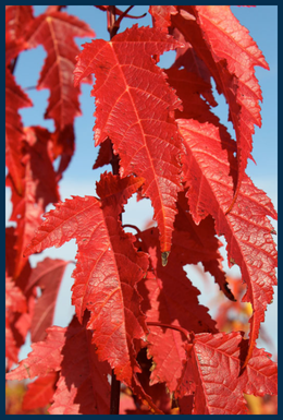 Flame Maple tree