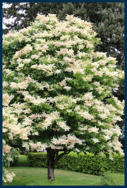 Ivory Silk&reg; Japanese Tree Lilac tree