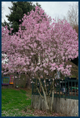 Leonard Messel Magnolia tree