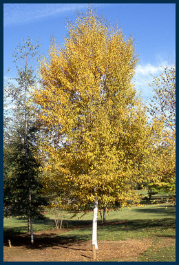 Paper Birch tree