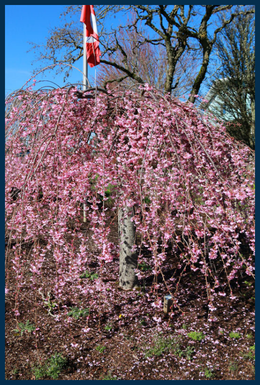Pink Cascade&reg;&nbsp;Cherry tree