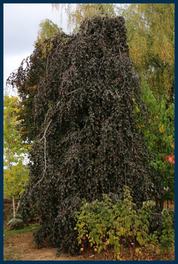 Purple Fountain Beech tree