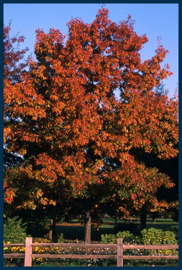 Red Oak tree
