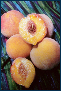 Reliance Peach tree