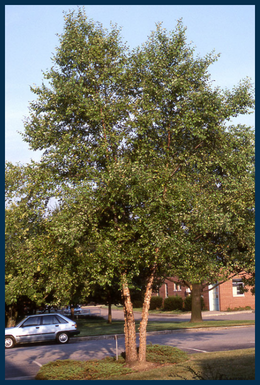 River Birch tree