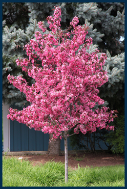 Royal Raindrops&reg;&nbsp;Crabapple tree