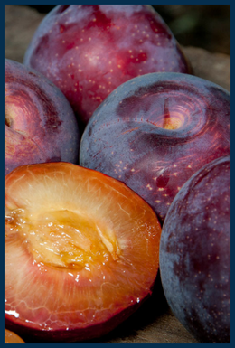 Santa Rosa Plum tree