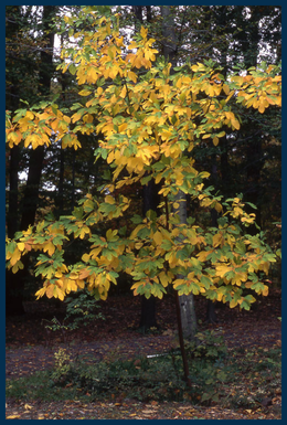 Sassafras tree