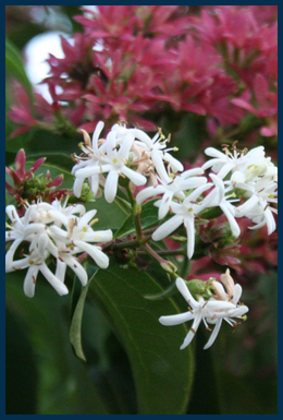 Seven-son Flower tree