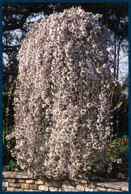 Snow Fountains&reg; Cherry tree