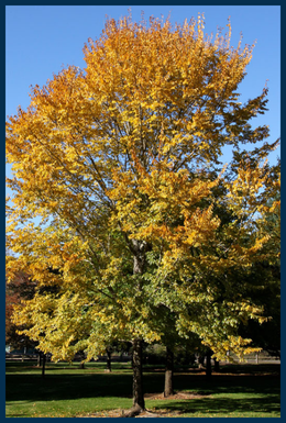 Triumph&trade; Elm tree