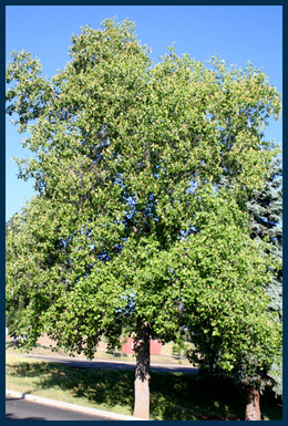 Tulip Tree tree