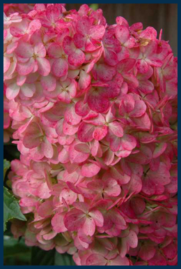 Vanilla Strawberry&trade; Hydrangea tree