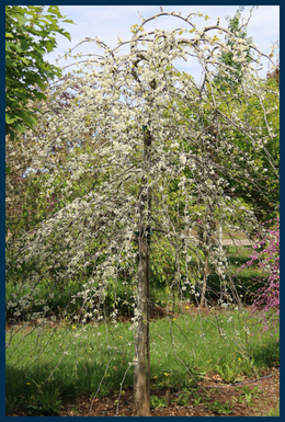 Vanilla Twist Redbud tree